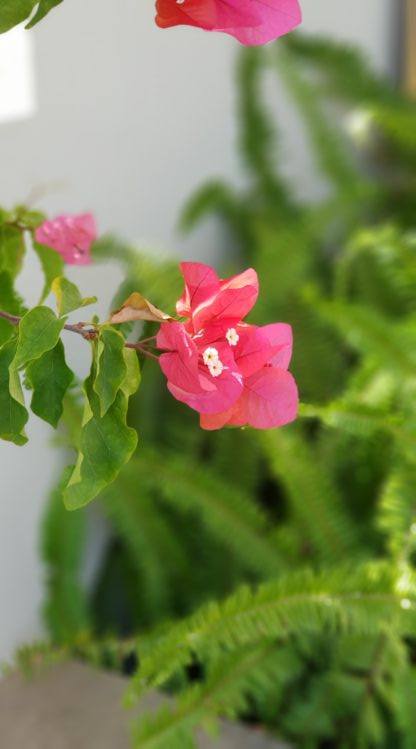 Las cámaras del Galaxy S9+ sin duda lograron captar la belleza de esta flor y el verdor alrededor en el observatorio de Arecibo (foto: Tecnético)