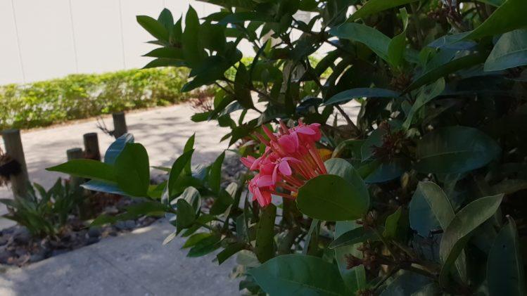 Parte de la hermosa flora que ubica en la entrada al vestí­bulo del centro de visitantes del observatorio (foto: Tecnético)