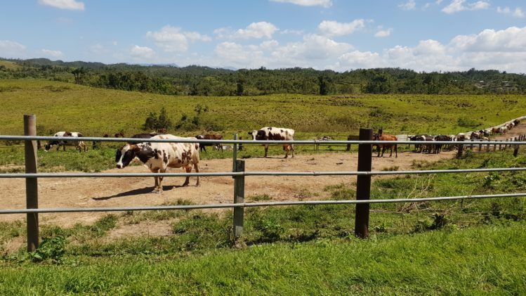 Las vacas adornan este paraje en la ruta de Camuy a Arecibo, hogar del radiotelescopio (foto: Tecnético)